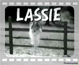 Quiz this breed was lassie dog
